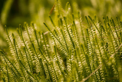 Close-up of fern leaves