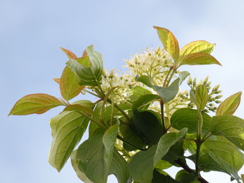 Low angle view of flowering plant against clear sky