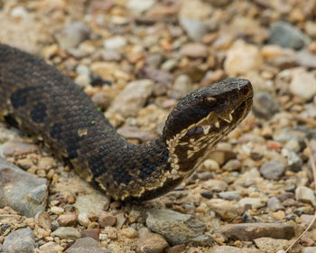 High angle view of snake on ground