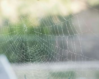 Close-up of water drops on spider web