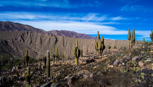 Cactus growing in quite arid climate.