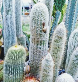 Close-up of cactus plants