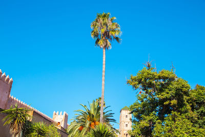 Low angle view of coconut palm tree against blue sky