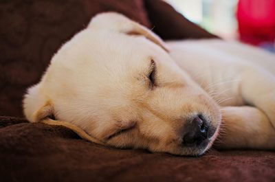 Close-up of dog