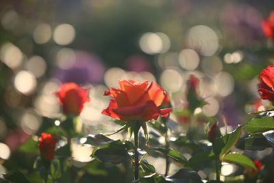 Close-up of red flowers blooming outdoors