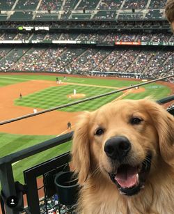 High angle view of dog looking at soccer field