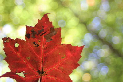 Close-up of leaves