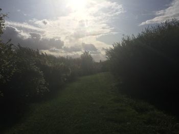 Trees on field against sky