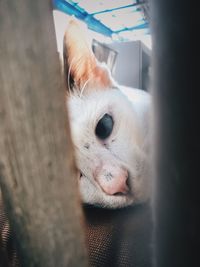 Portrait of dog lying down