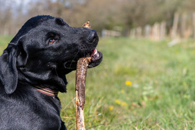 Portrait of a black labrador puppy chewing a stick