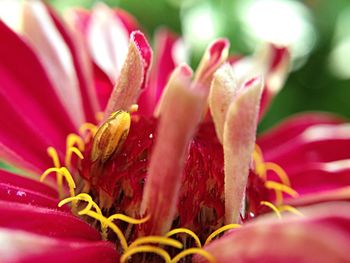 Close-up of pink flower