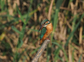 Close-up of bird perching on branch