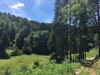 Trees in forest against sky