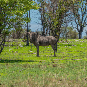 Side view of giraffe on field