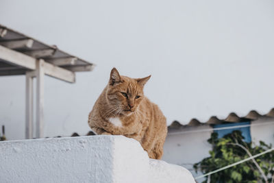 Ginger cat sitting on top of the wall on a street in greece, looking around.