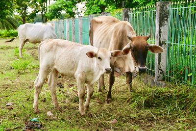 Cows on grass