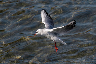 Seagull flying over sea