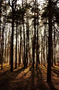 Trees in forest