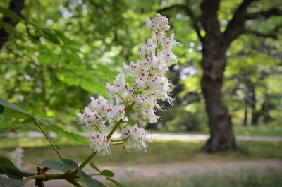 Close-up of pink cherry blossom tree