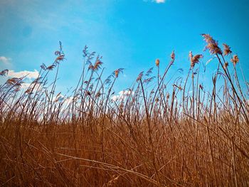 Low angle view of grass on field against sky