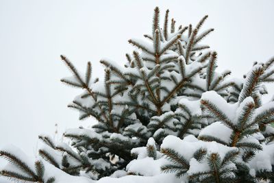 Close-up of frozen plants on field against clear sky