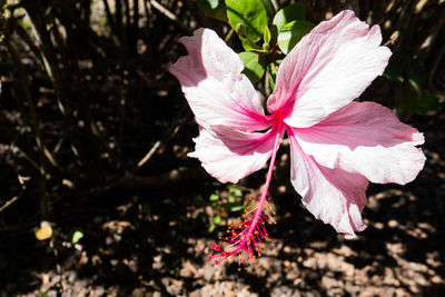 Close-up of pink flower