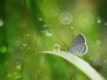 Close-up of butterfly on leaf