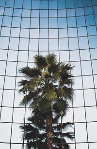 Low angle view of palm trees against blue sky