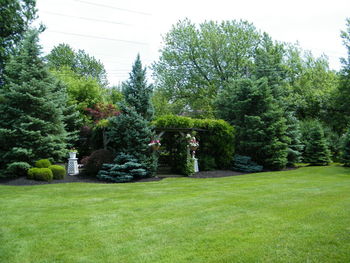 Trees and plants in lawn against sky