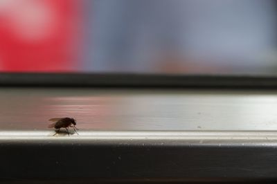 View of bird on wood against sea