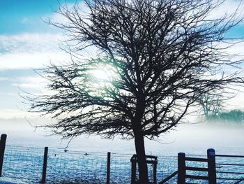 Tree by sea against sky