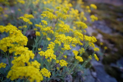 Close-up of yellow flowering plant on field