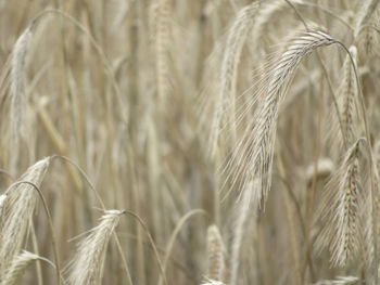 Close-up of wheat growing on field