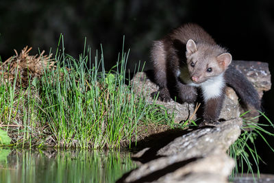 Marten in a small lake