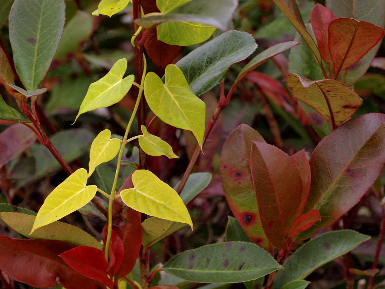 CLOSE-UP OF YELLOW LEAVES