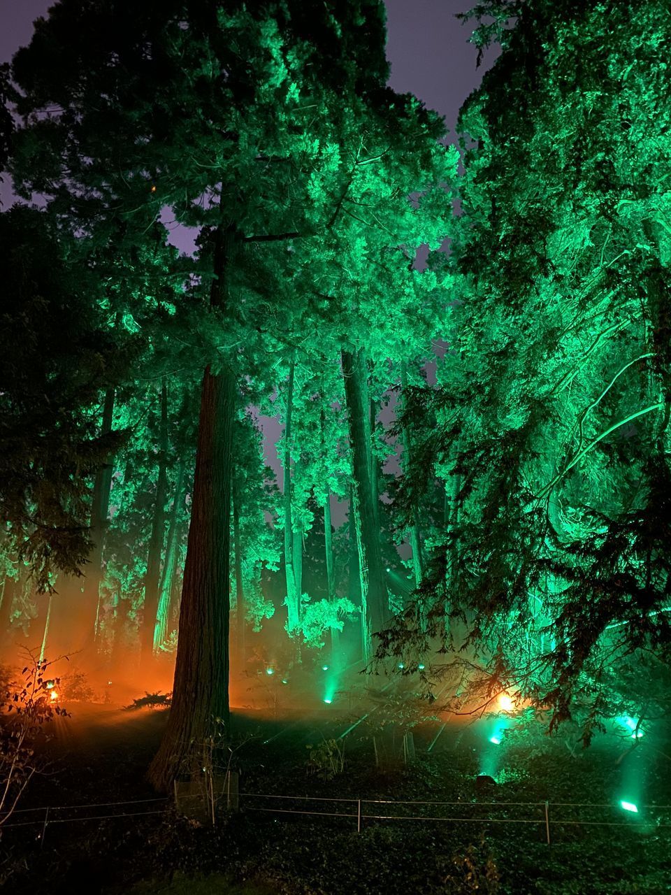 VIEW OF ILLUMINATED TREES IN FOREST