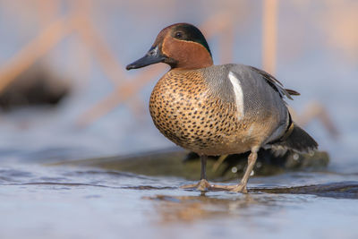 Close-up of bird perching on a lake