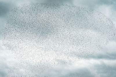 Flock of birds flying against sky during winter