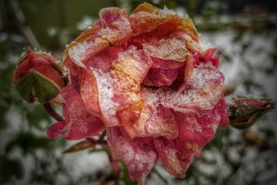 Close up of red flower