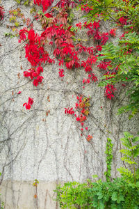 Close-up of red ivy growing on tree trunk