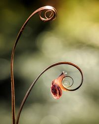 Close-up of snail