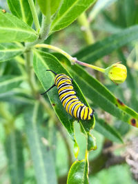 Close-up of insect on plant