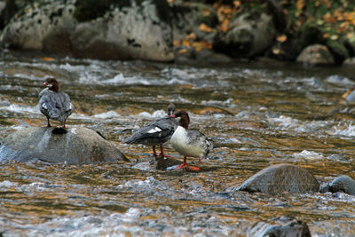 Ducks on lake