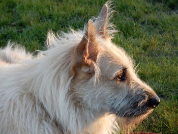 Dog standing on grass