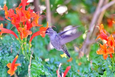 Side view of bird pollinating on flower