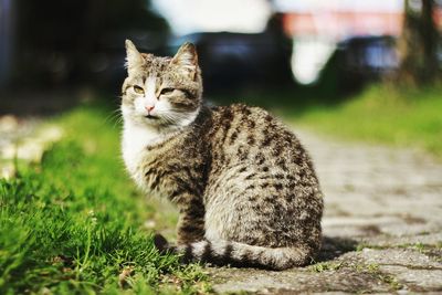 Portrait of cat sitting on grass