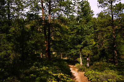 Trees growing in forest