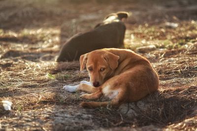 Dog lying on land