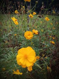 High angle view of yellow flowers blooming on field