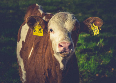 Portrait of cow standing on field